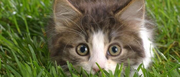 54fggd5fgg | Zoovetpets