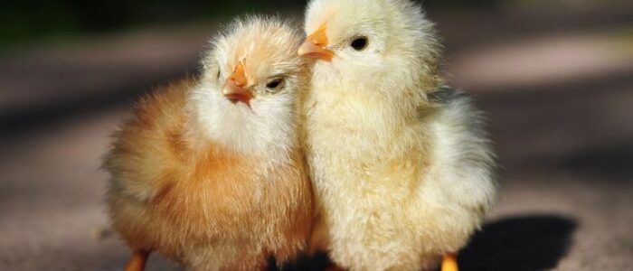 56gf445f54 | Zoovetpets