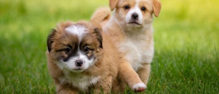 67555fggr555ddc | Zoovetpets
